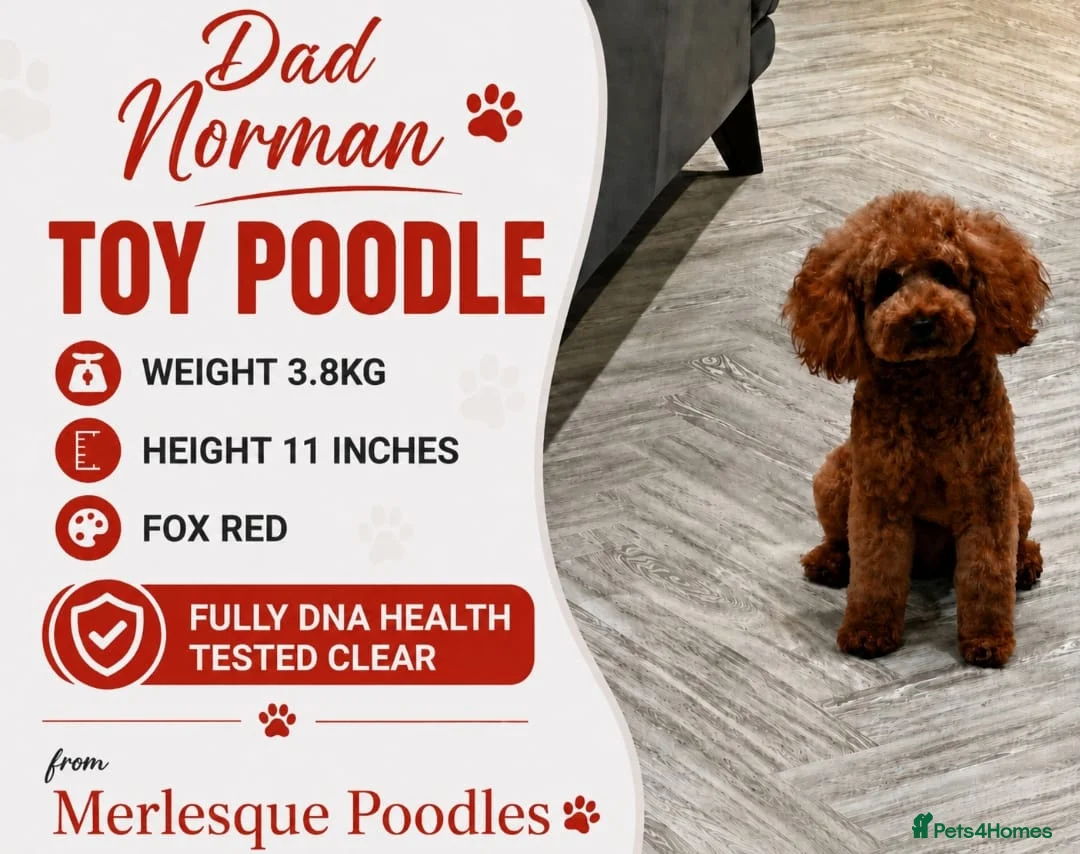 Cavapoo dogs for sale: Cute and cuddly F1B Cavapoos - Advert 17