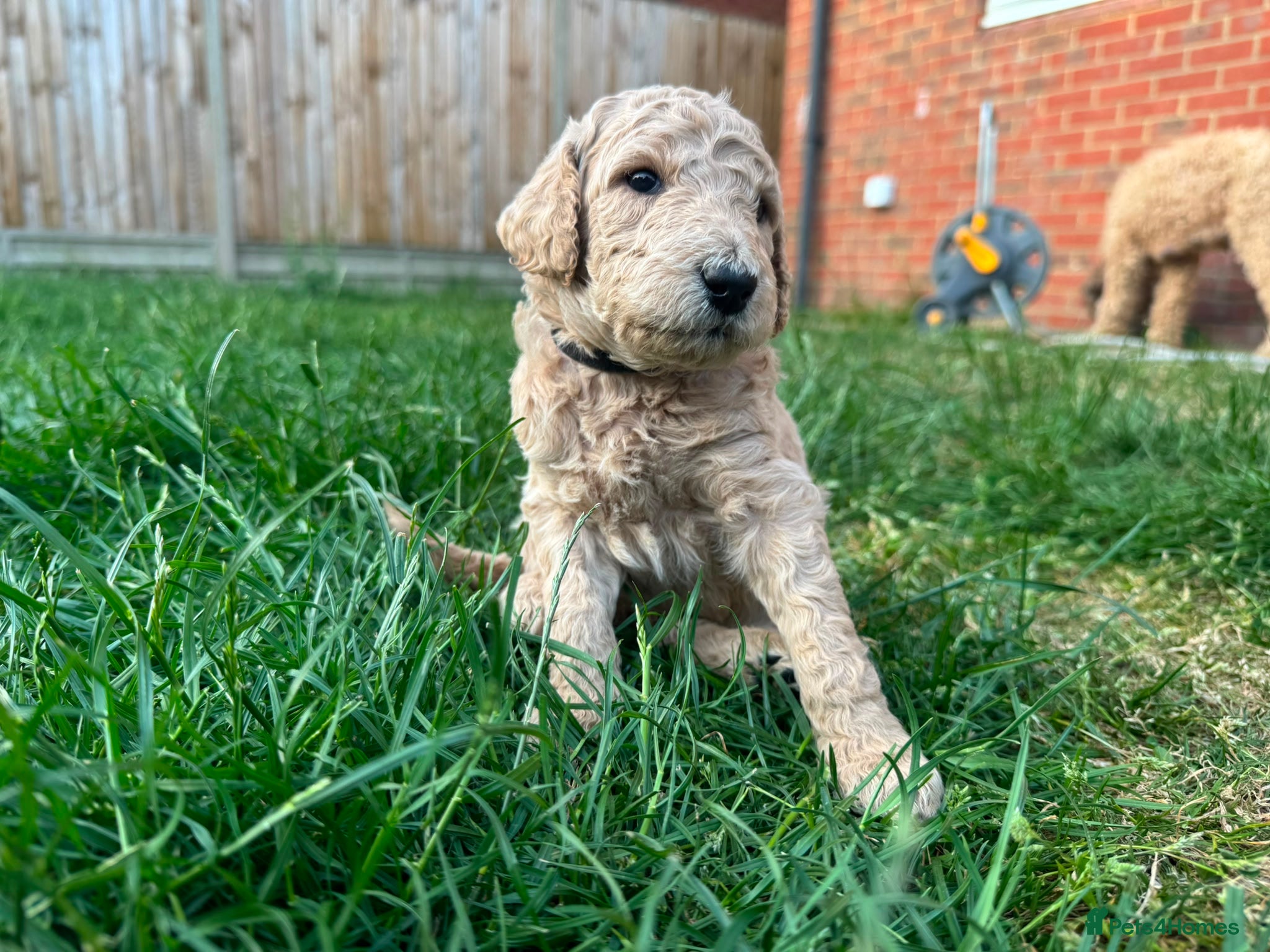 Goldendoodle dogs for sale: Stunning Goldendoodle Puppies in Herne Bay - Advert 30