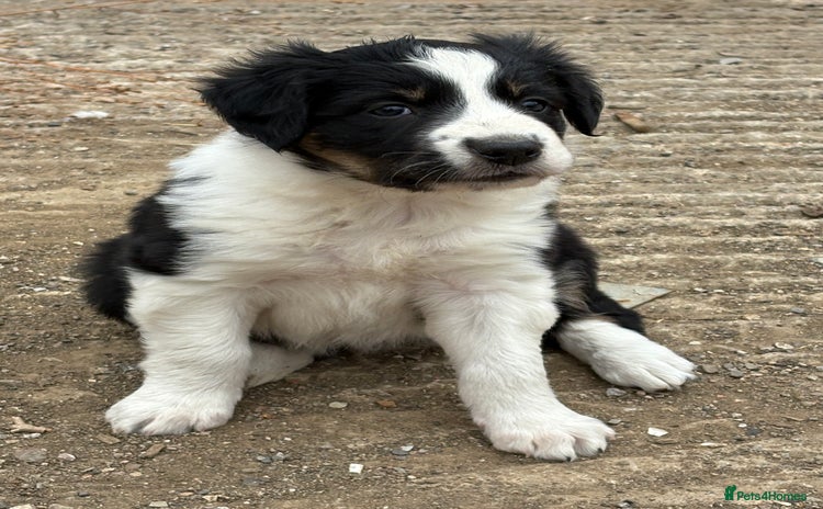Border Collie dogs - Advert 1