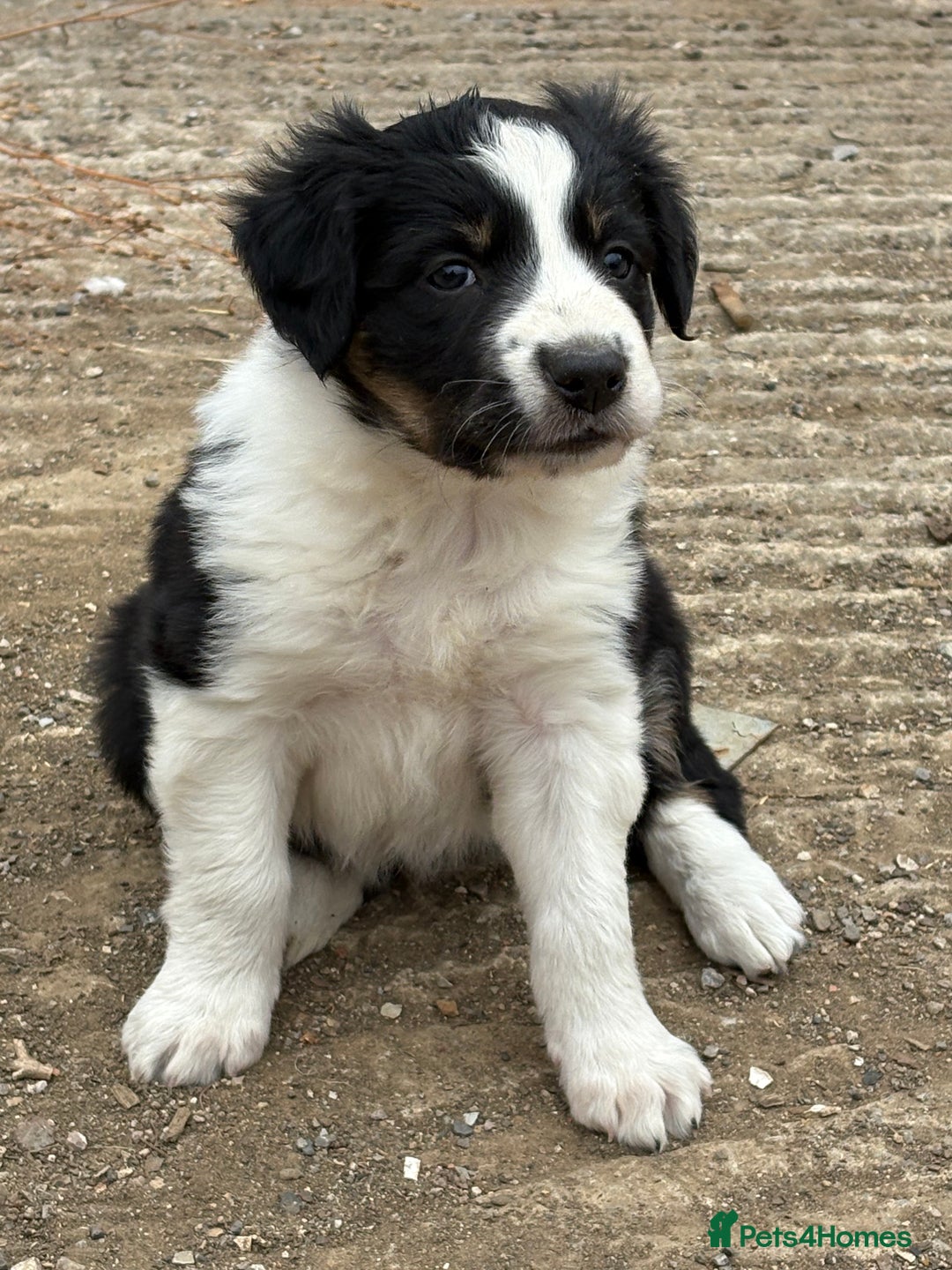 Border Collie dogs for sale: Working / Farm Collies - Image 1