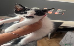 American Shorthair cats for sale: Unique markings tuxedo and all black kittens  - Image 3