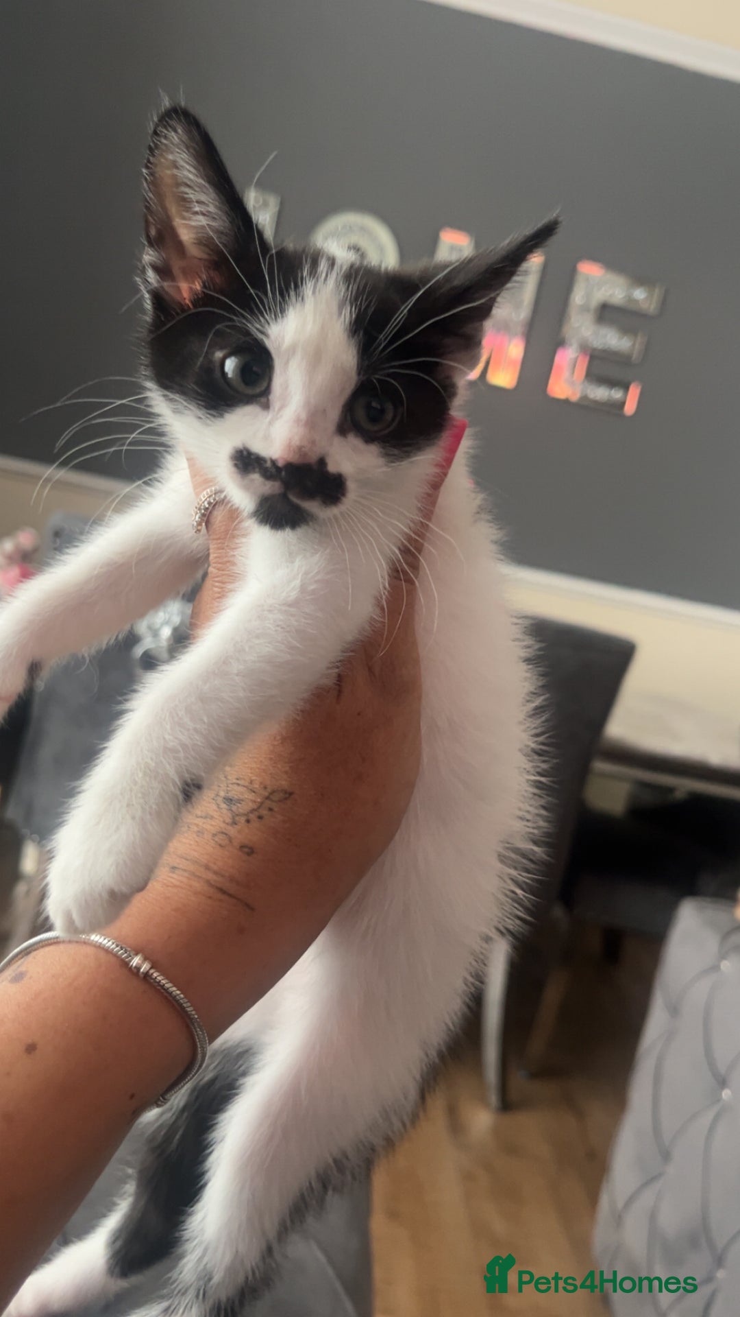American Shorthair cats for sale: Unique markings tuxedo and all black kittens  - Image 3