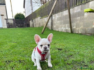 French Bulldog dogs One girl available 🥰 - Advert 4