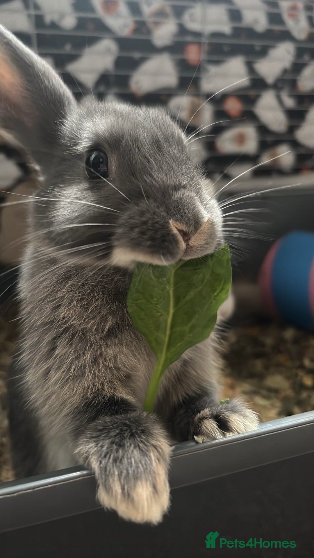 Mixed Breed rabbits 2 doe bunnies  - Advert 4