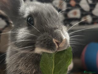 Mixed Breed rabbits 2 doe bunnies - Advert 11