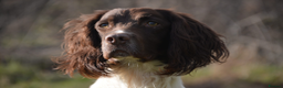 English Springer Spaniel dogs for stud: FIELD TRIAL WINNER, ENGLISH SPRINGER STUD DOG in Bristol - Advert 5