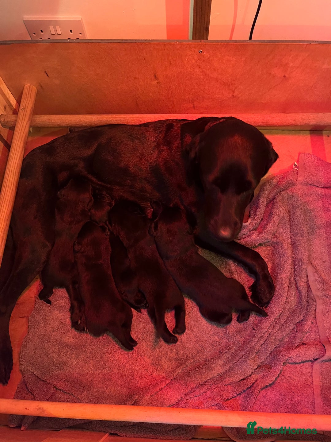 Labrador Retriever dogs for sale: Black Labrador puppies - Image 9