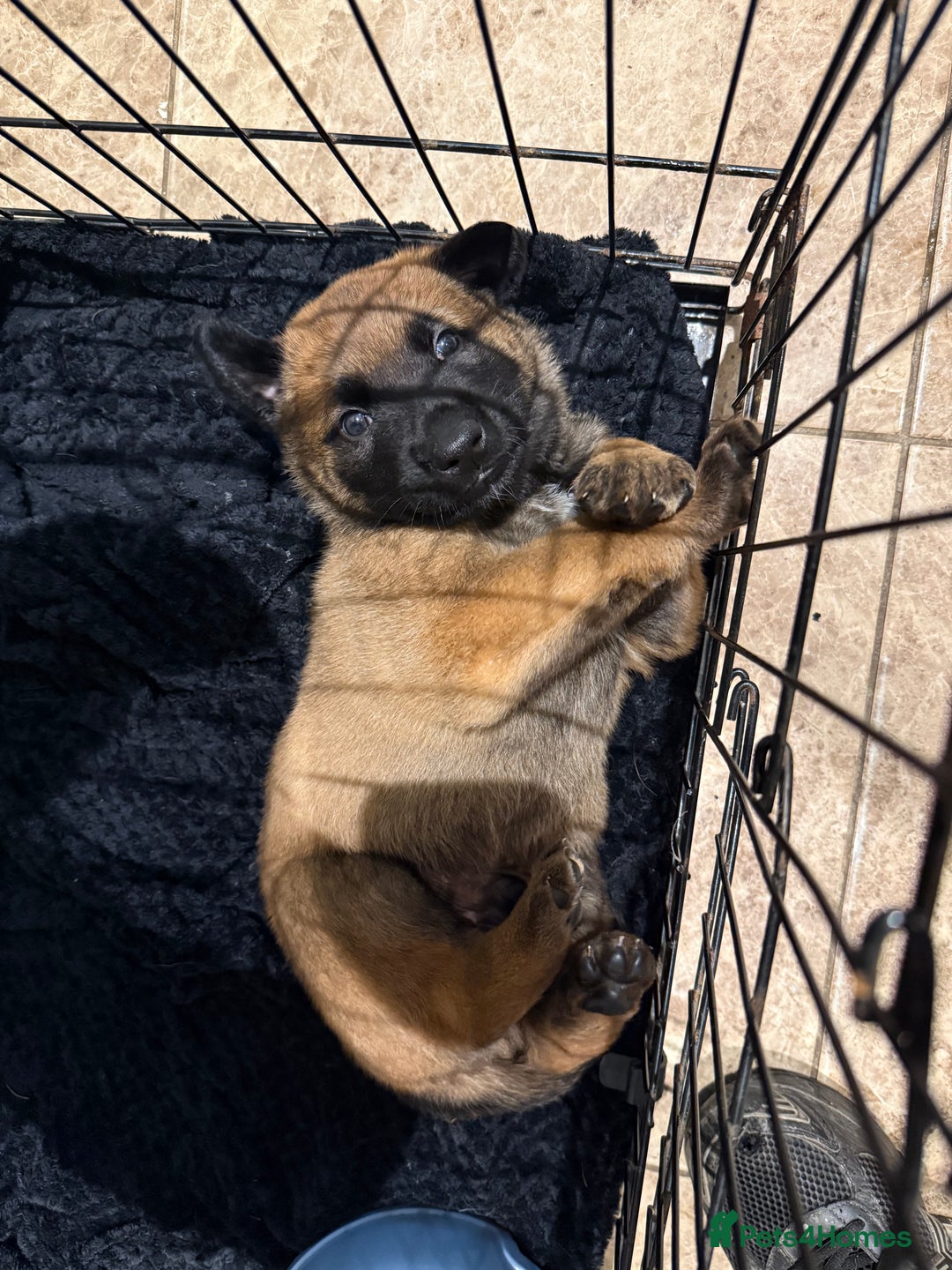 Belgian Shepherd Dog dogs for sale: Belgian Malinios (Singleton) Male  - Advert 5