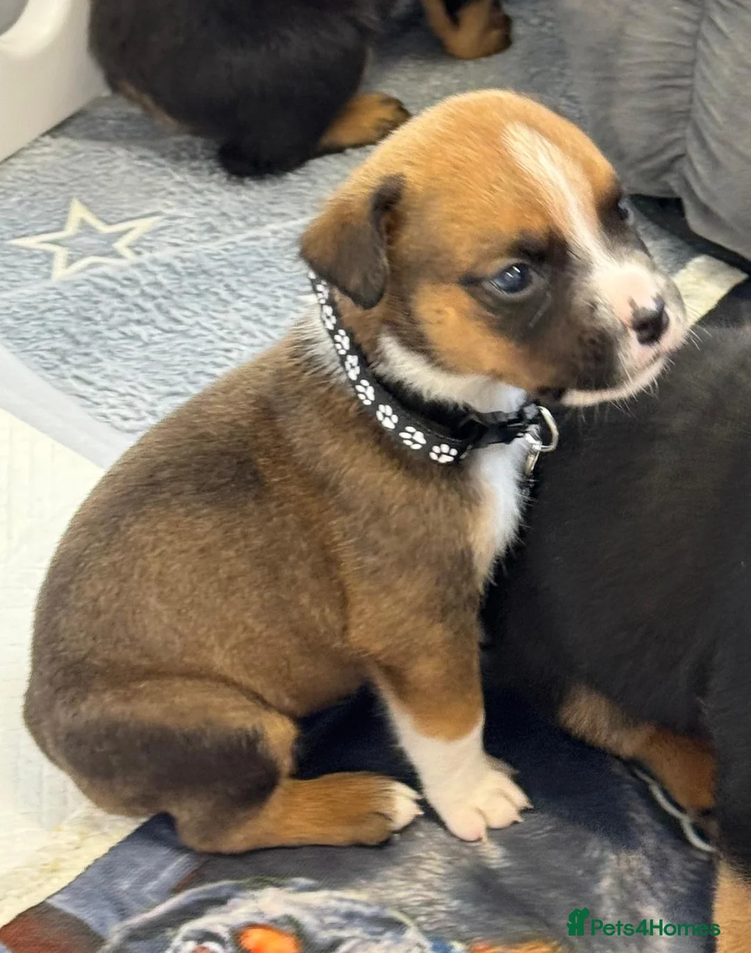 Mixed Breed dogs for sale: Boxweiler (Rottweiler x Boxer) - Advert 4