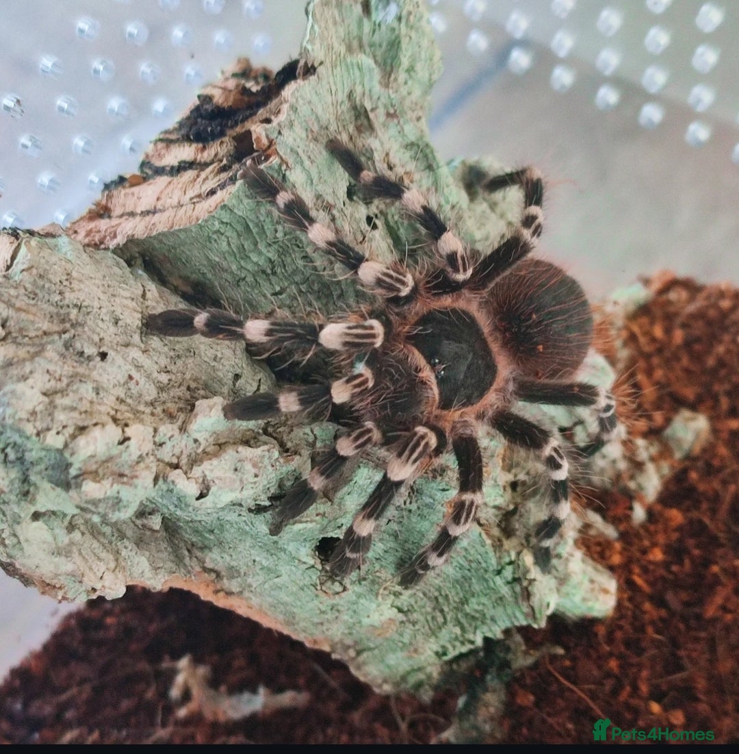 Tarantulas invertebrates for sale: TARANTULAS for SALE - setups included! - Image 3