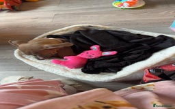 Mixed Breed dogs for sale: Angel - Staffordshire bull terrier cross boxer - Image 4