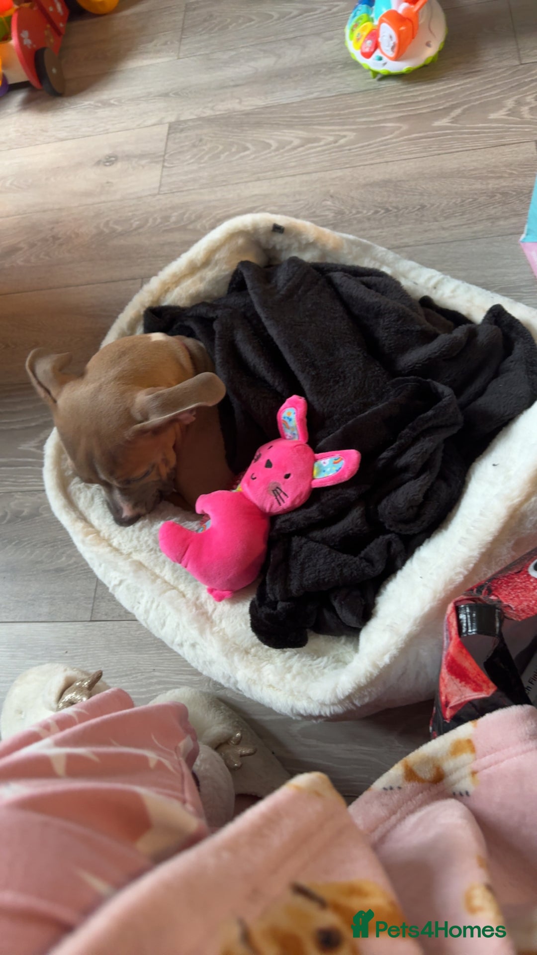 Mixed Breed dogs for sale: Angel - Staffordshire bull terrier cross boxer - Image 4