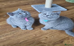British Shorthair cats for sale: GCCF BSH Blue pedigree kittens for sale - Image 23