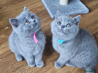 British Shorthair cats - Advert 13