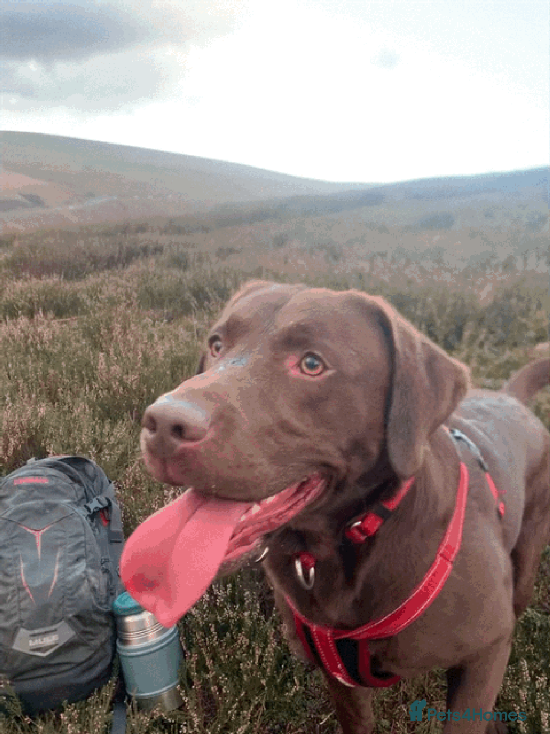 Labrador Retriever dogs for stud: Chocolate Labrador Stud - Advert 12