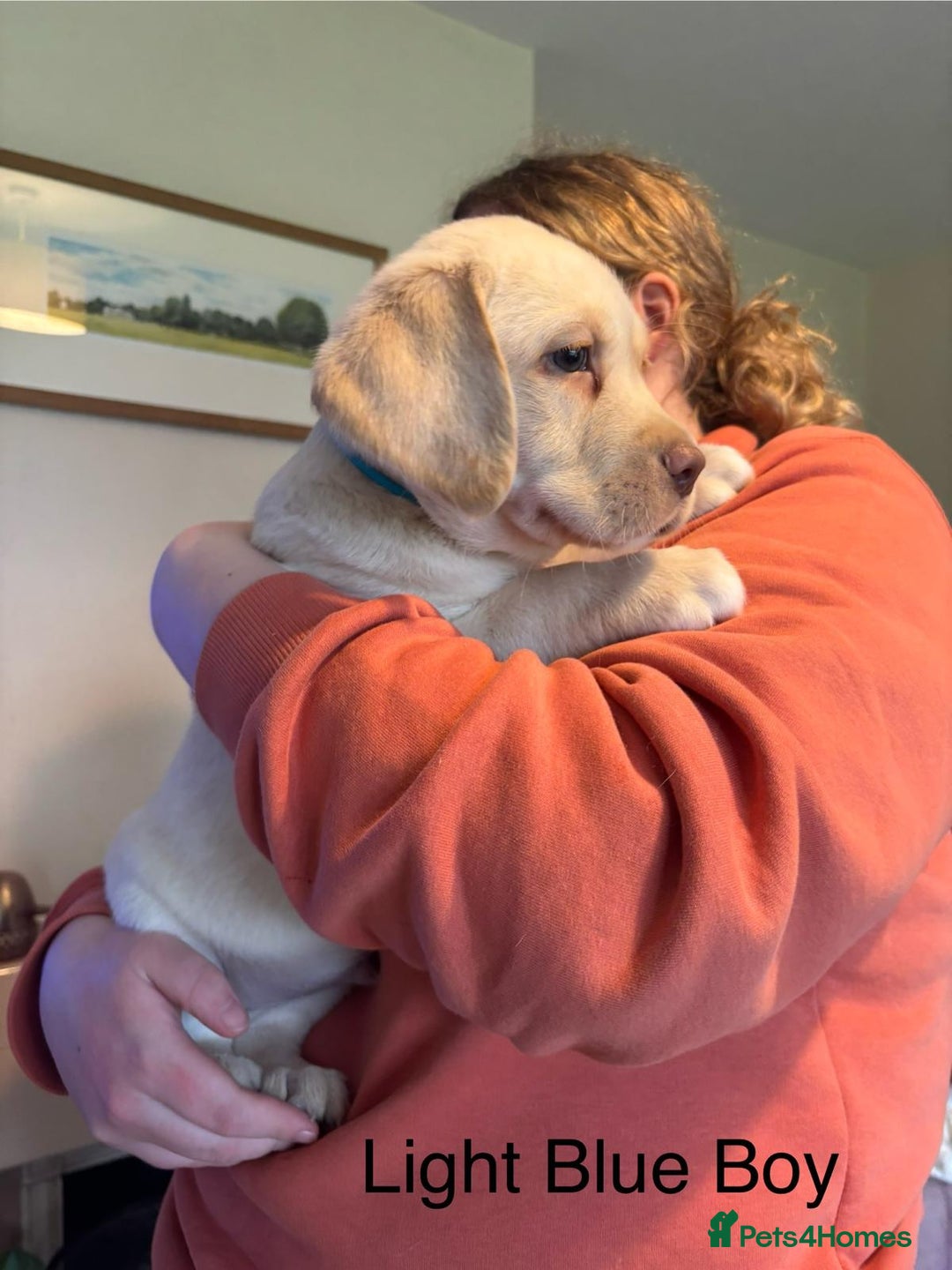 Labrador Retriever dogs for sale: Beautiful chunky labs  - Advert 5