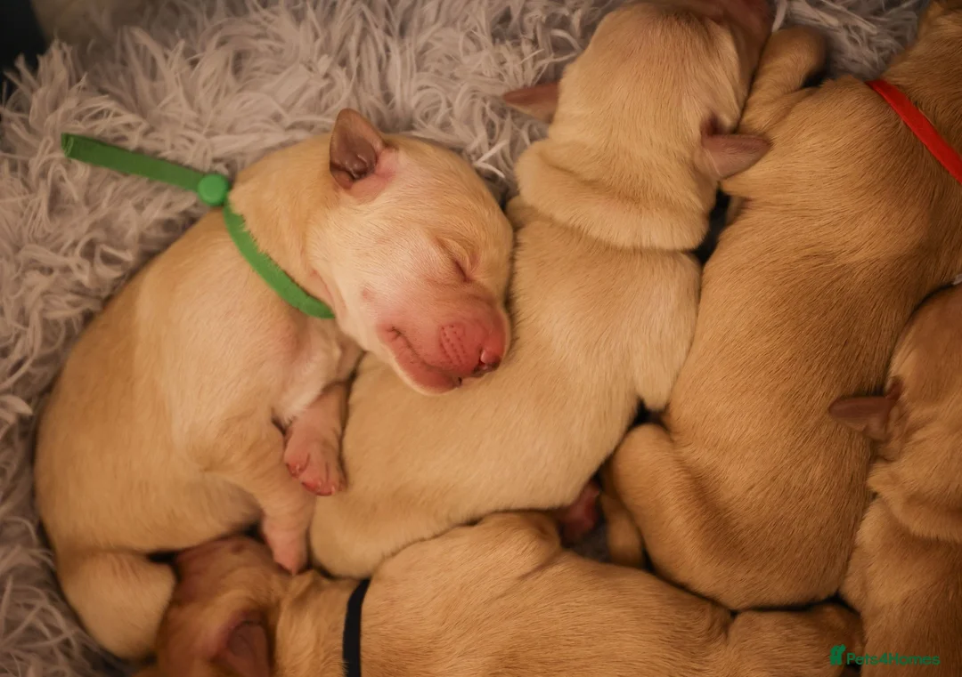 Goldador dogs for sale: Golden Retriever / Golador Puppies - Advert 10