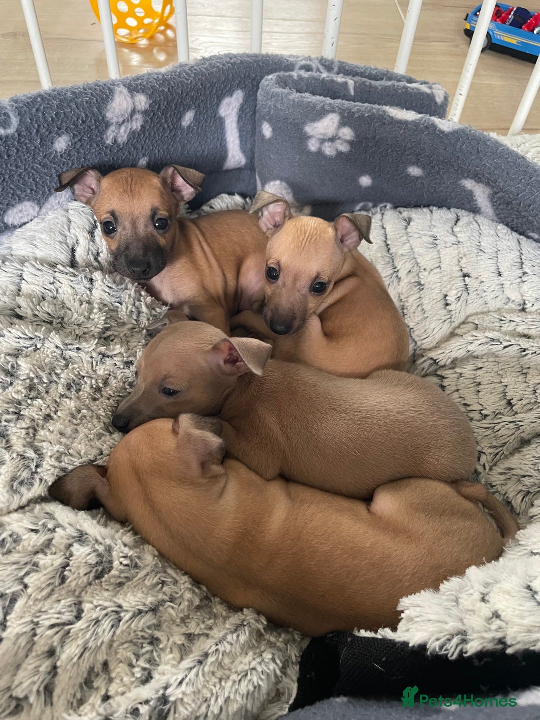 Italian Greyhound dogs for sale: Ready from next week Little Italian Greyhound pups - Image 5