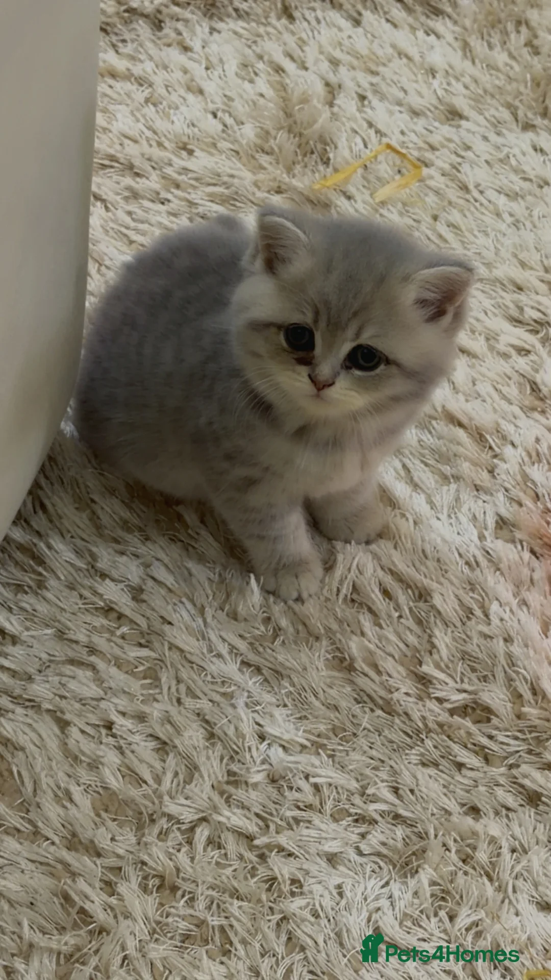 British Shorthair cats for sale: Beautiful British shorthair  - Advert 14