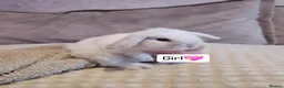 Mini Lop rabbits for sale: Baby Bunnys - Advert 6
