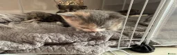 British Shorthair cats for sale: PLEASE READ ADVERT LAST TWO FEMALE KITTEN’S LEFT  - Advert 9