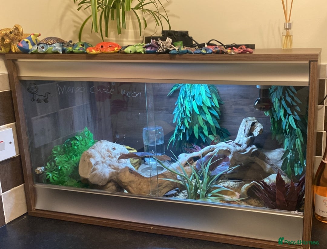 Leopard Gecko reptiles for sale: Leopard gecko and viv  - Image 5
