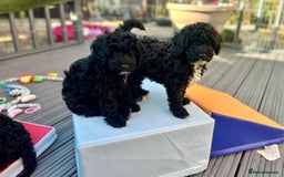 Maltipoo dogs for sale: Stunning F1b Toy Maltipoo puppies  in Bristol - Image 9