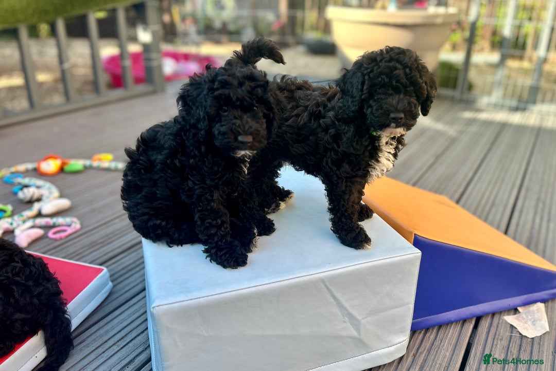 Maltipoo dogs for sale: Stunning F1b Toy Maltipoo puppies  in Bristol - Image 9
