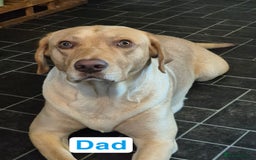 Labrador Retriever dogs for sale: Chunky Labrador retriever pups for sale - Image 3