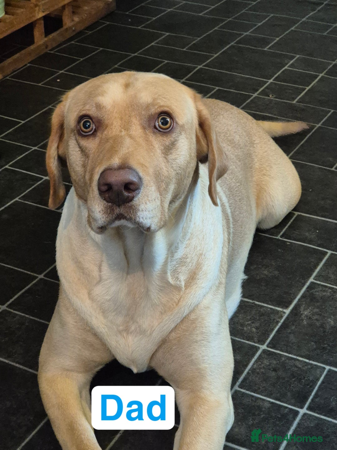 Labrador Retriever dogs for sale: Chunky Labrador retriever pups for sale - Image 3