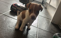 Mixed Breed dogs for sale: Jack Russell dachshund poodle mix - Image 11