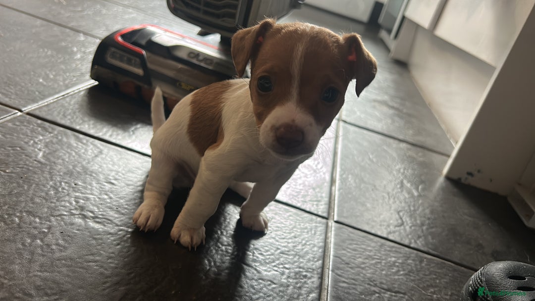 Mixed Breed dogs for sale: Jack Russell dachshund poodle mix - Image 11
