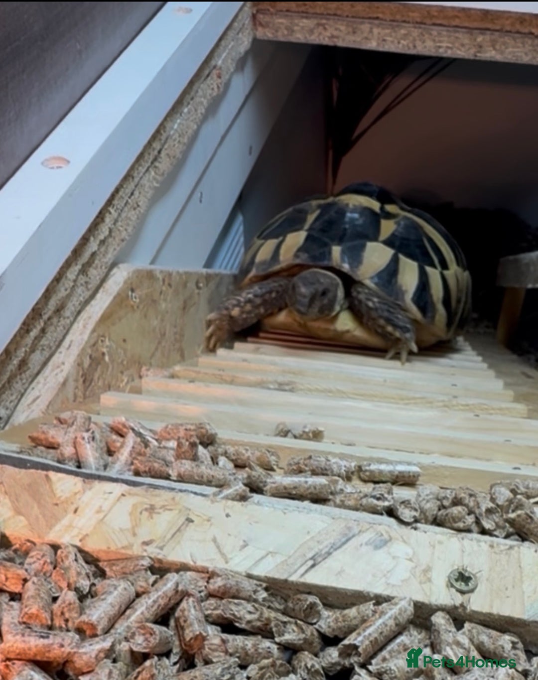 Hermann Tortoise reptiles for sale: Hermann’s with Full Setup (Certificate &Microchip) - Advert 4