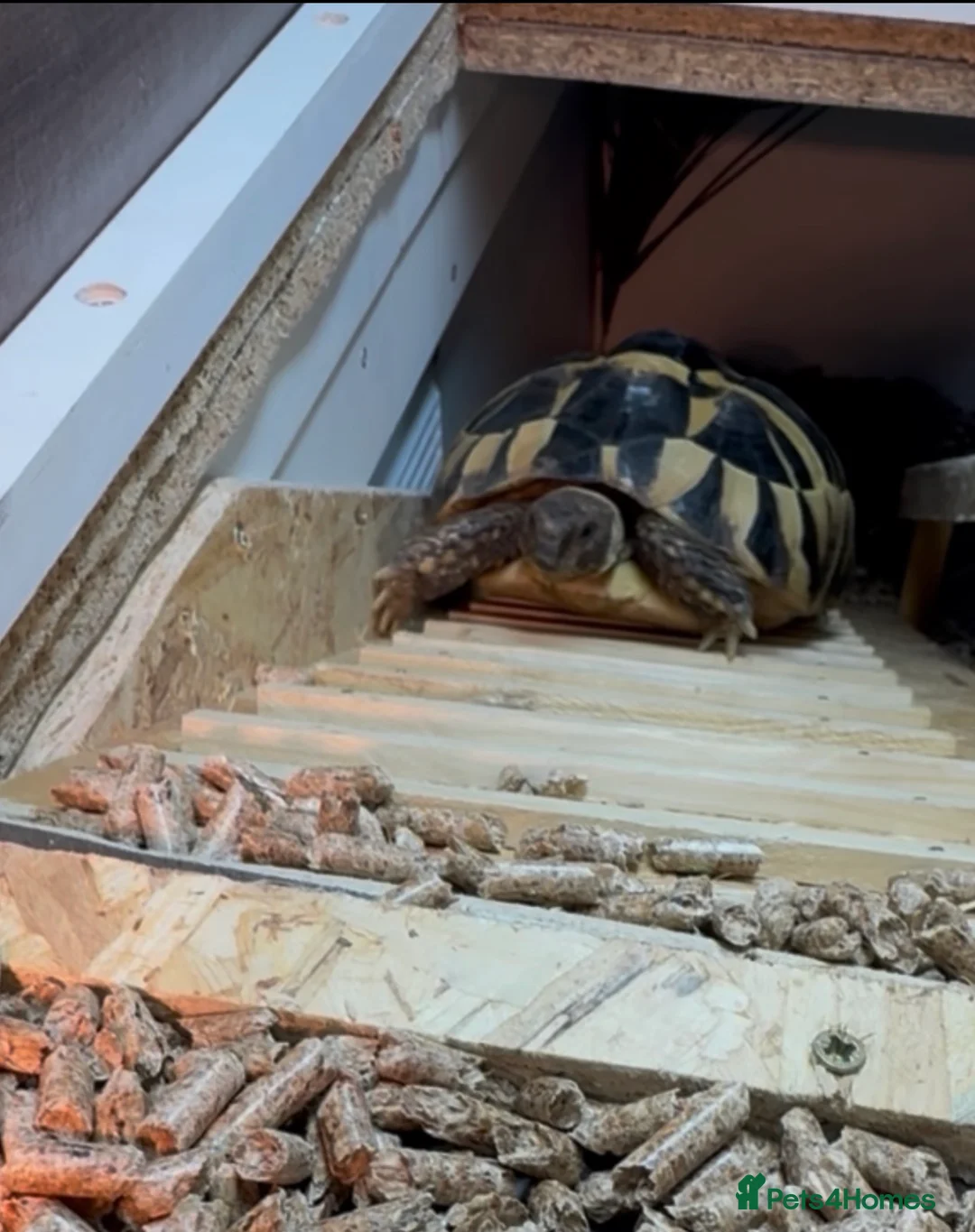 Hermann Tortoise reptiles for sale: Hermann’s with Full Setup (Certificate &Microchip) - Advert 4
