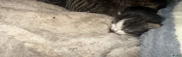 Mixed Breed cats for sale: 3 beautiful kittens in Saint Helens - Advert 7