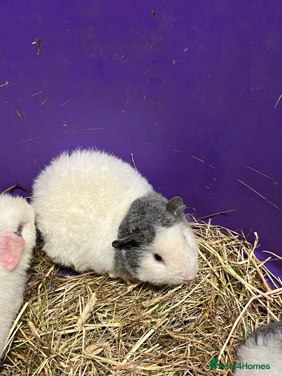 Guinea Pig rodents for sale: Last 3 Lovely Teddy Boars - READY  - Advert 4