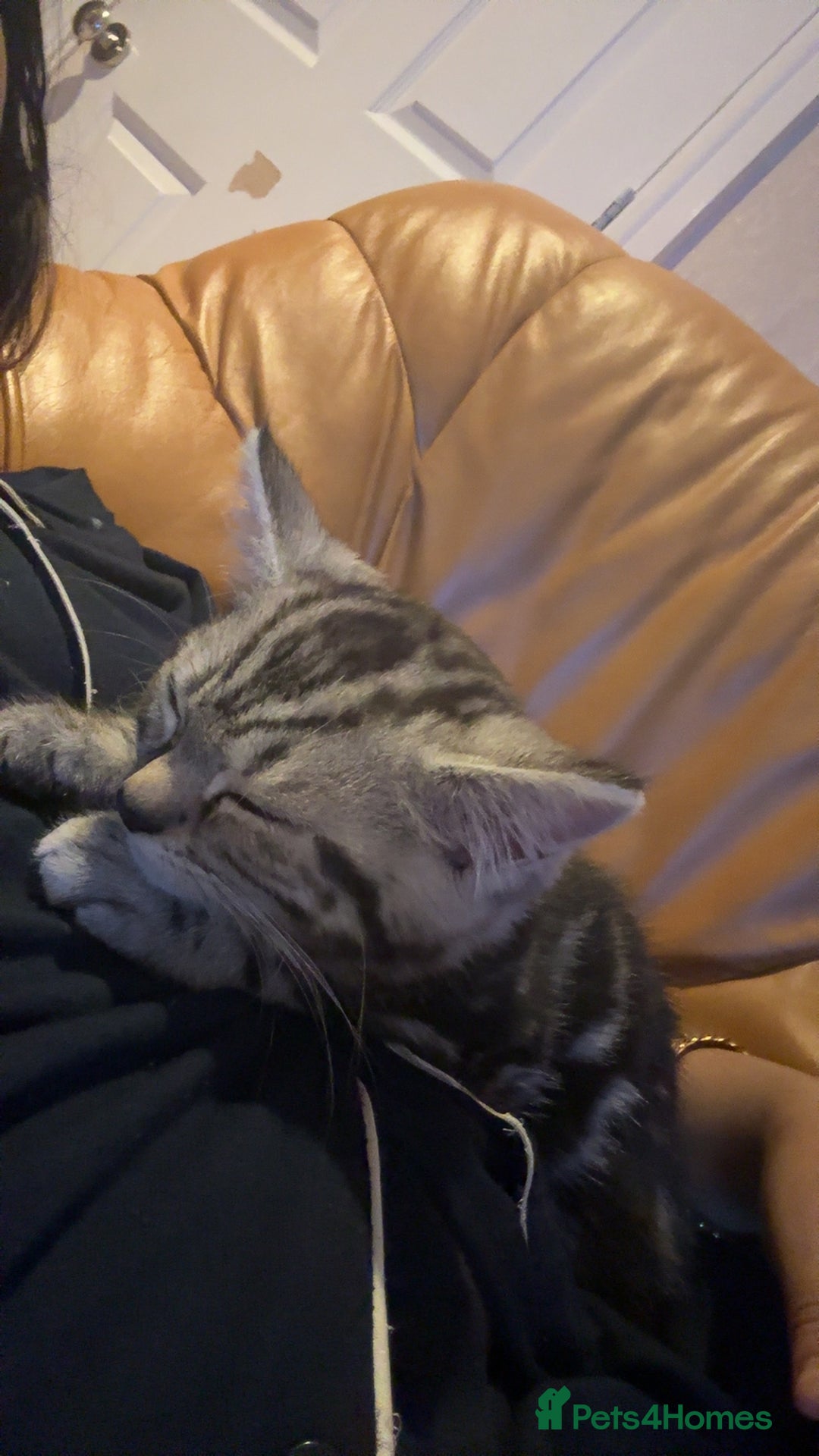 Maine Coon cats for sale: Maincoon mix kitten - Image 4