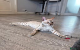 Bengal cats for sale: Tica Registered Pedigree Snow Bengal kittens  - Image 7