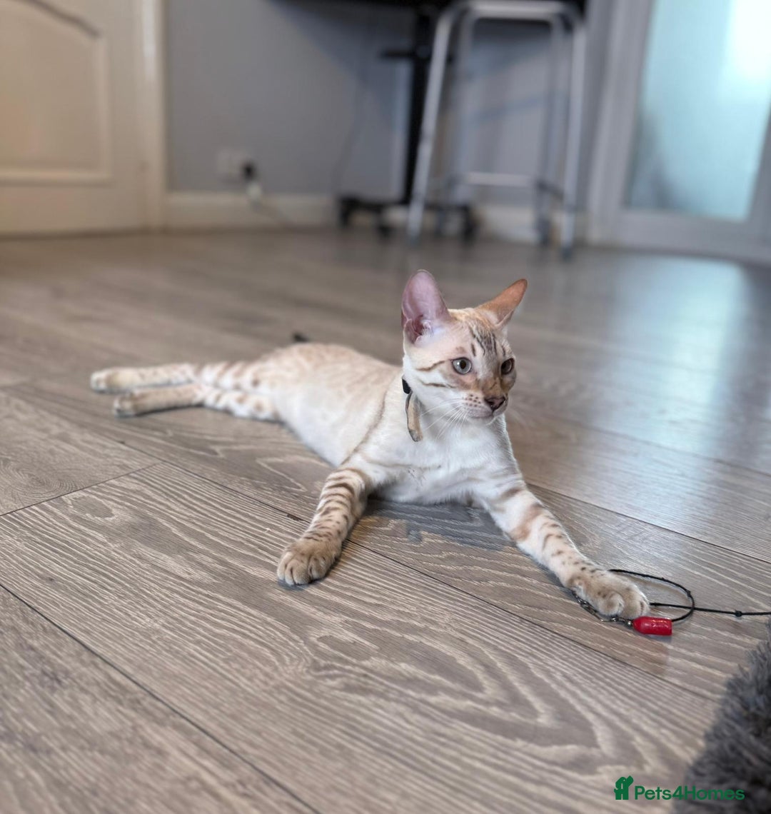 Bengal cats for sale: Tica Registered Pedigree Snow Bengal kittens  - Image 7