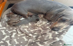 Miniature Dachshund dogs for sale: Stunning kc Miniature dachshund puppies🩷  - Image 7