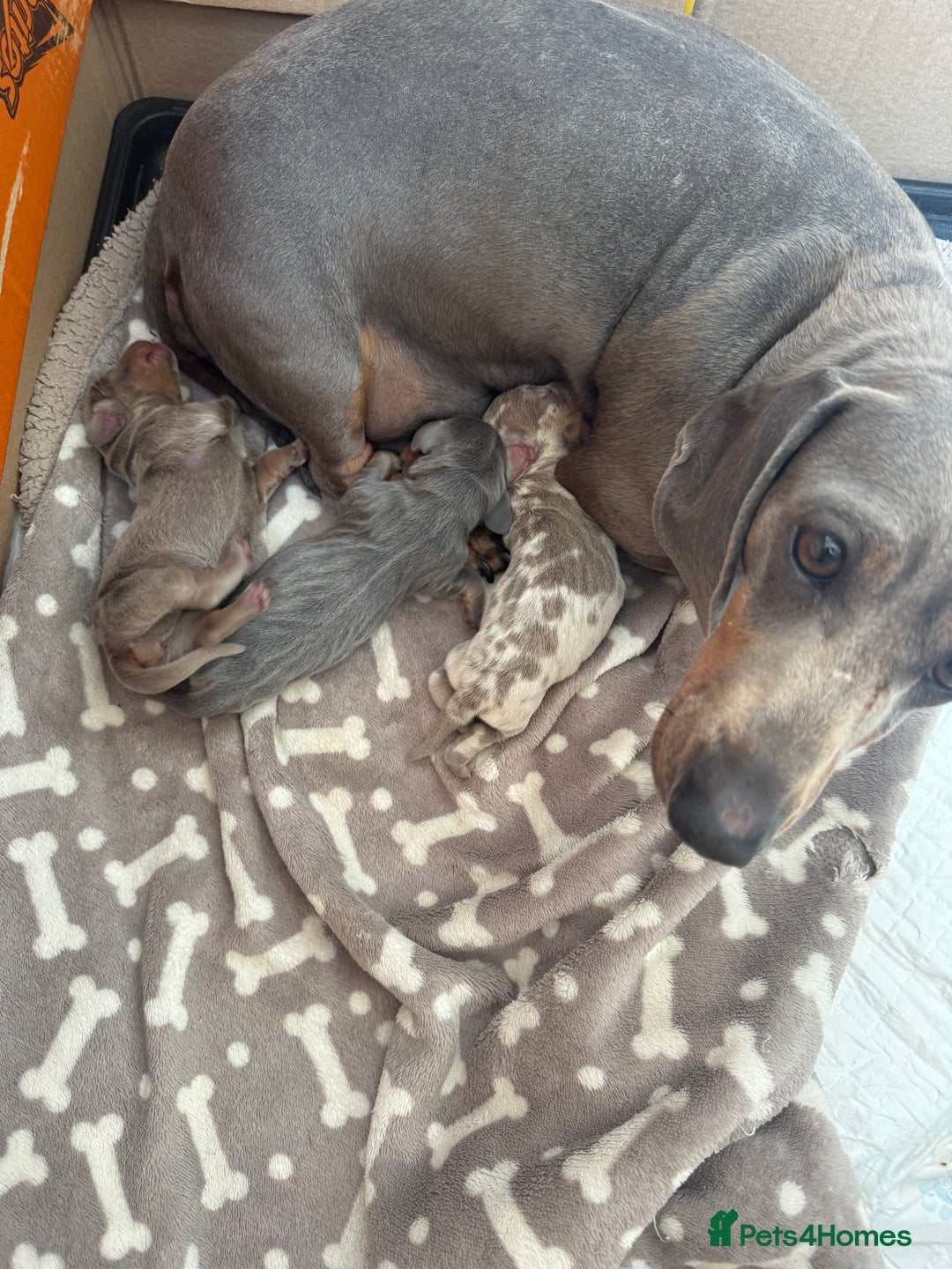 Miniature Dachshund dogs for sale: Stunning kc Miniature dachshund puppies🩷  - Image 7