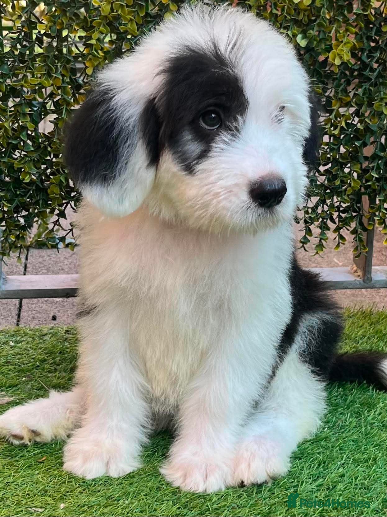 Saint Bernard dogs St Bernard x old English puppies  - Advert 3
