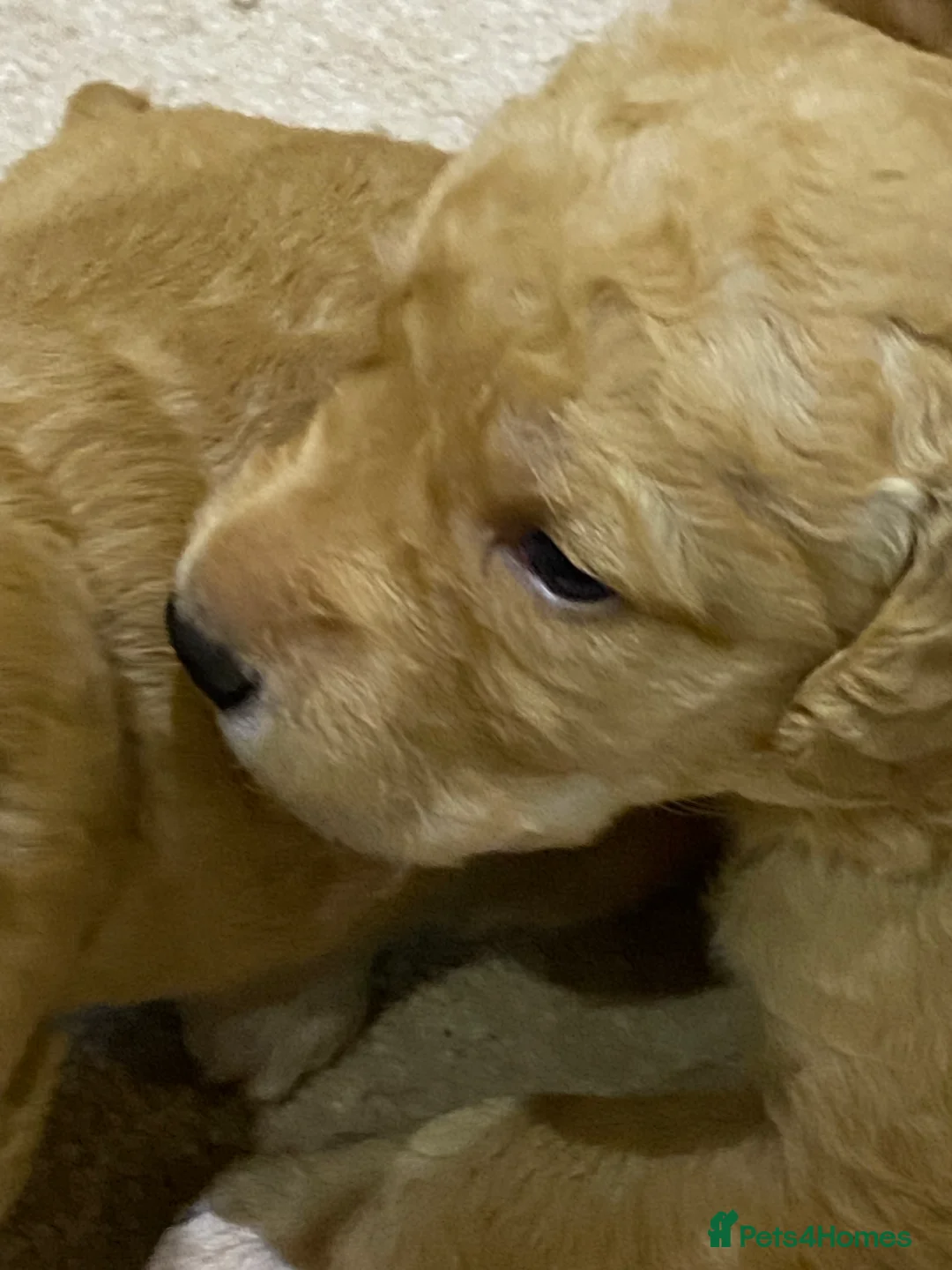 Labradoodle dogs for sale: F1 Red Miniature Labradoodles  - Advert 24