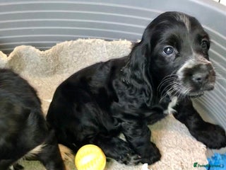 Cocker Spaniel dogs Kc show extensive health tests beautiful colours - Advert 1