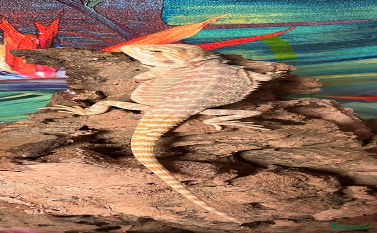 Bearded Dragon reptiles - Advert 1