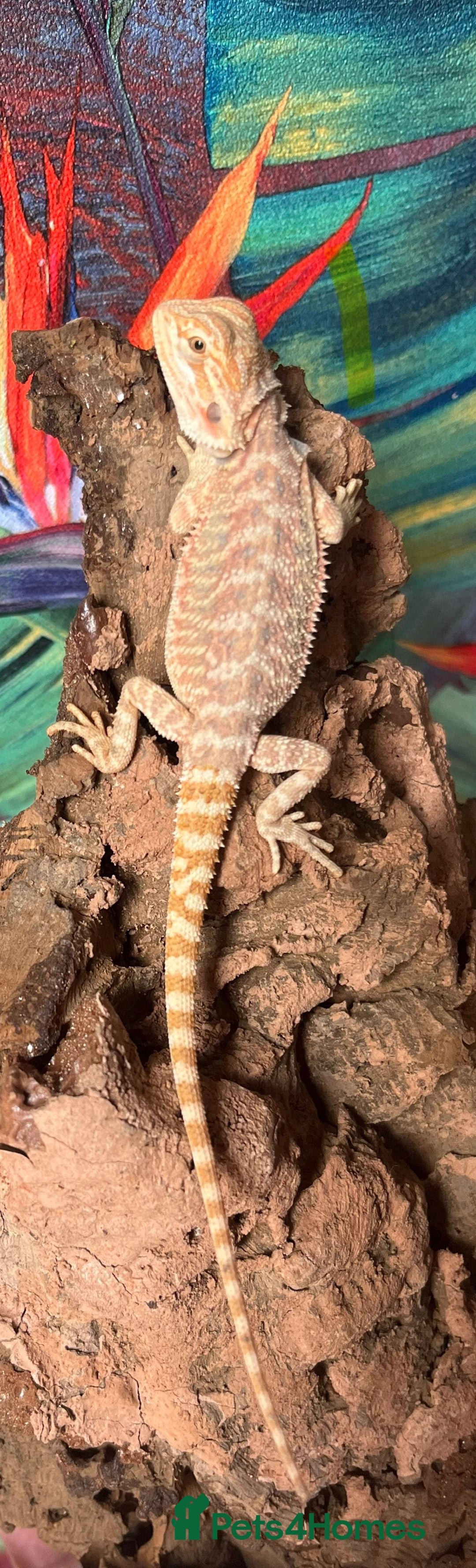 Bearded Dragon reptiles for sale: Bearded dragon Hypo Blue Bar Het Trans  - Image 1
