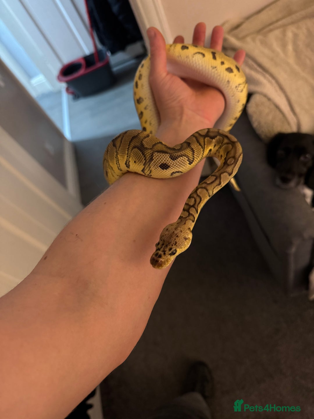 Python Snake reptiles for sale: Albino Lesser Male Ball Python  - Image 7