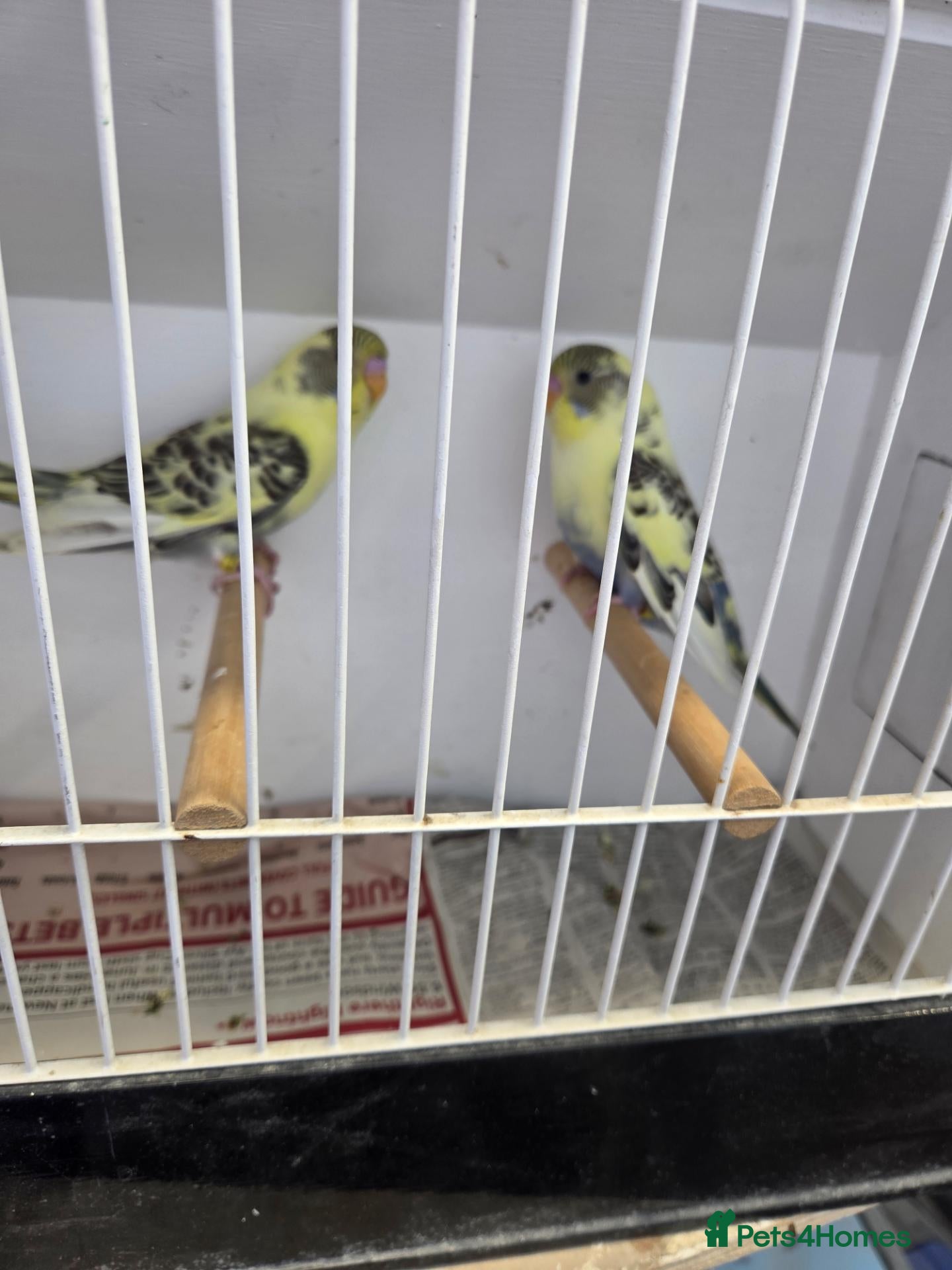 Budgerigars birds  Normal  pieds budgies  - Advert 2