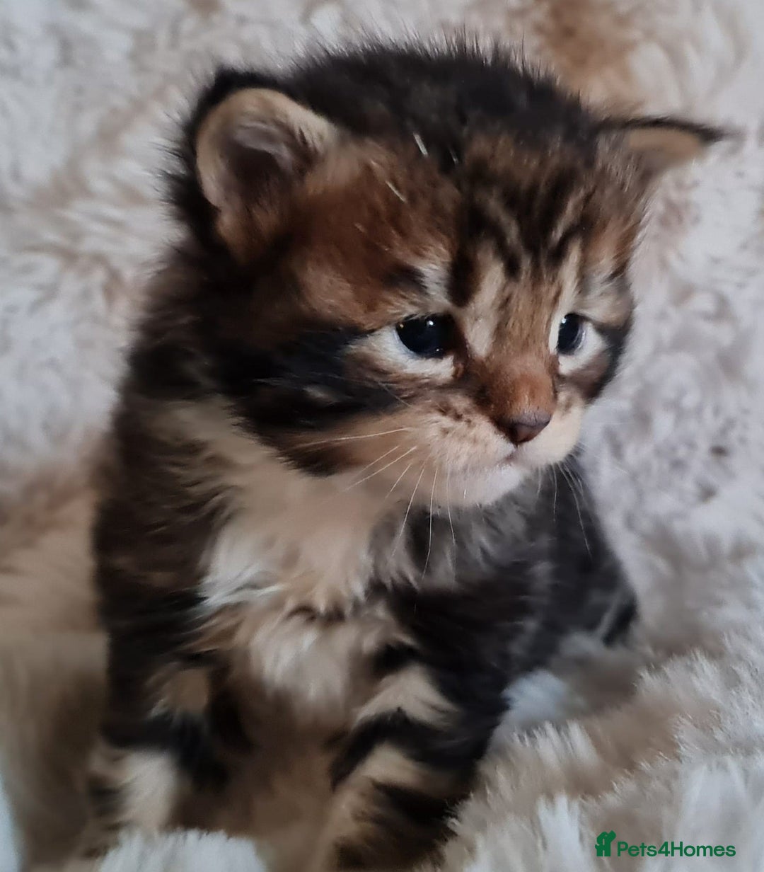 Maine Coon cats for sale: 100% Maine Coon Kittens DNA HEALTH TESTED PARENTS  - Image 19