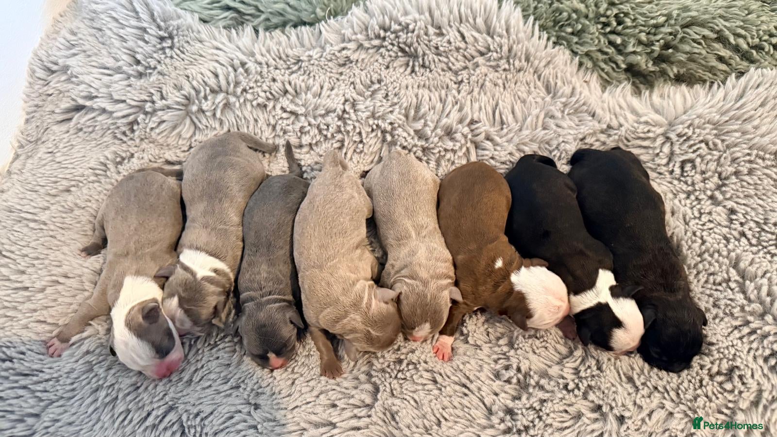 Boston Terrier dogs Boston X Puppies for sale  - Advert 5